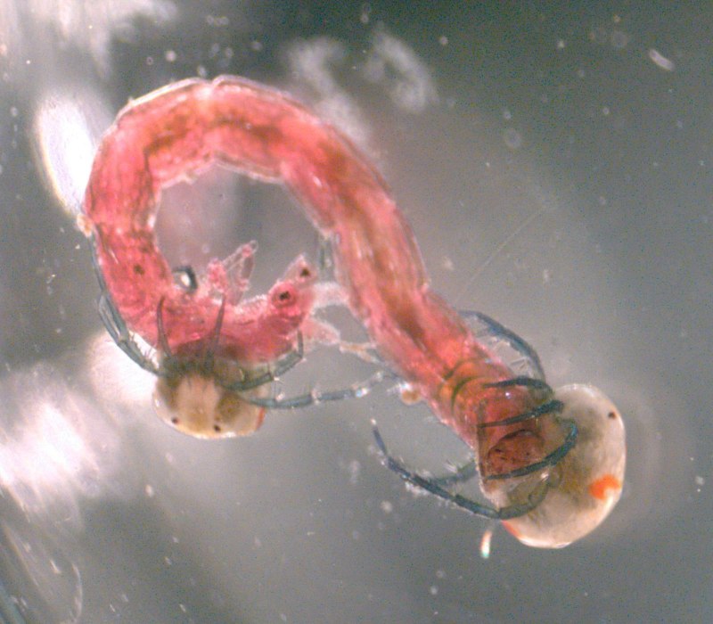 Водяной Скорпион NEPA cinerea