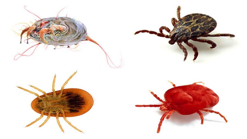 Ixodes vespertilionis