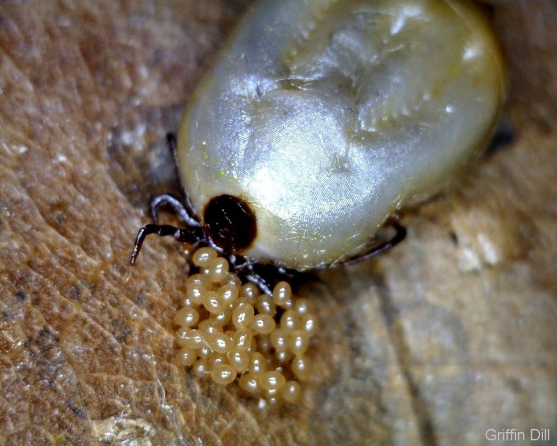 Dermacentor marginatus пастбищный клещ