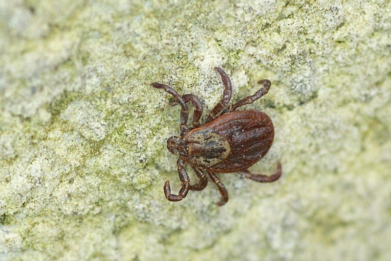 Litarachna lopezae