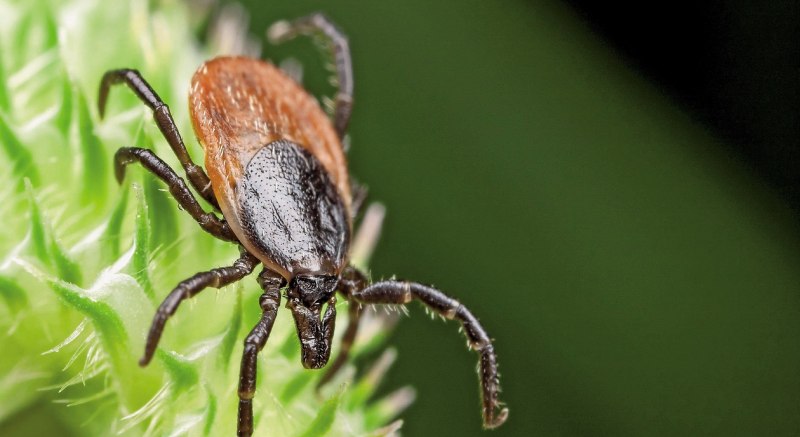 Клещ Hyalomma marginatum