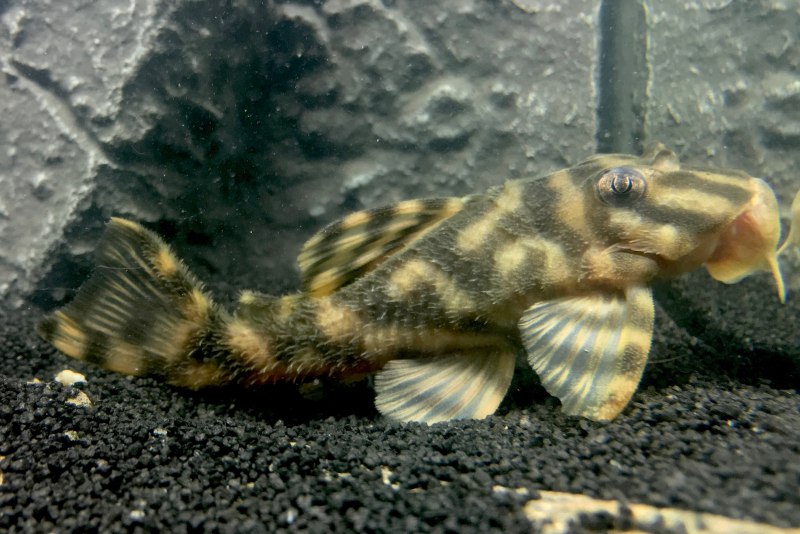 Chaetostoma formosae