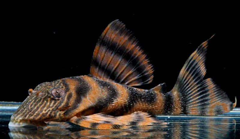 L-260 Hypancistrus l260 Queen Arabesque