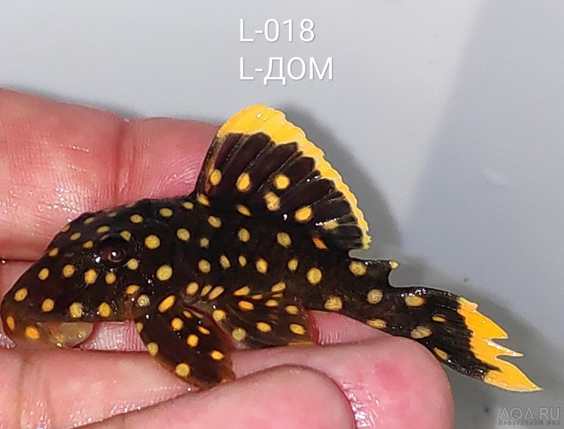 Гипанциструс l333