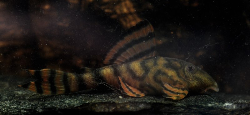 L114 Pleco