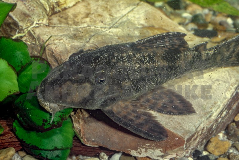 Hypancistrus SP. (L236)