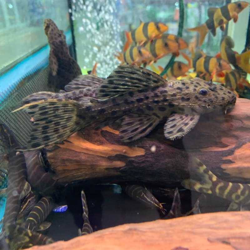 L-028(Hypancistrus SP.)