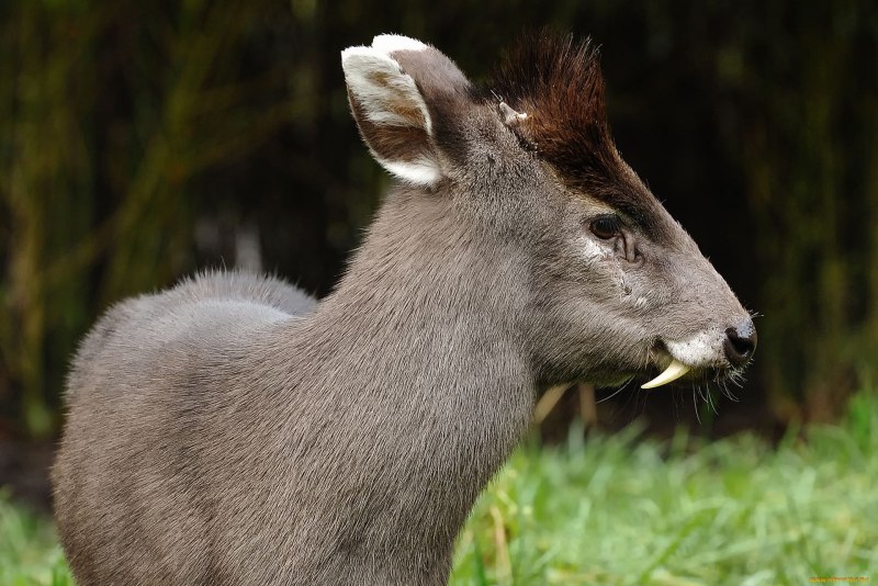 Сахалинская кабарга Moschus moschiferus sachalinensis