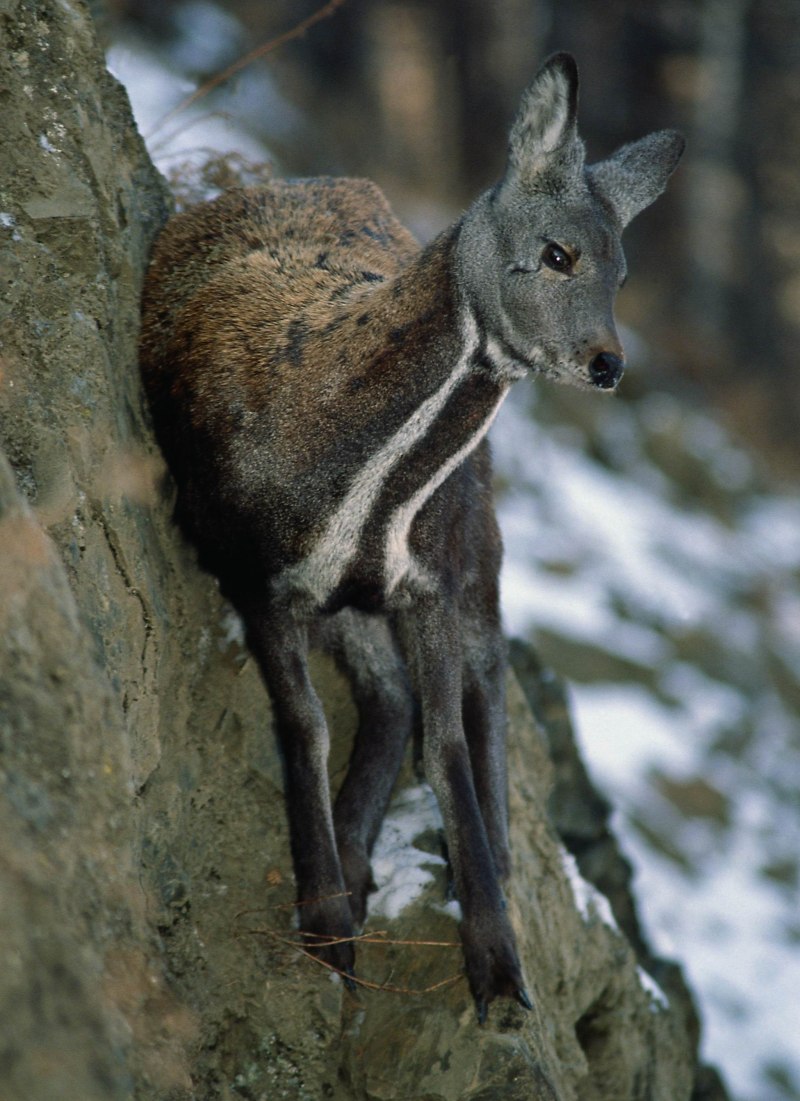 Сахалинская кабарга Moschus moschiferus sachalinensis