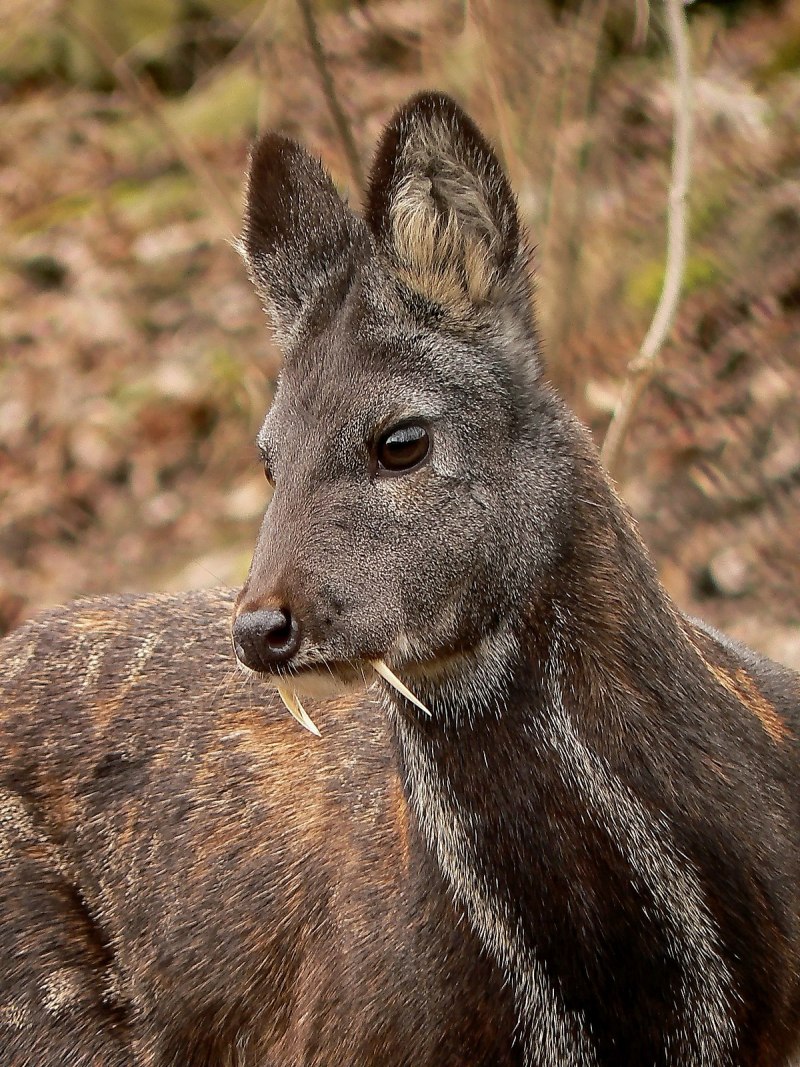 Сахалинская кабарга Moschus moschiferus sachalinensis