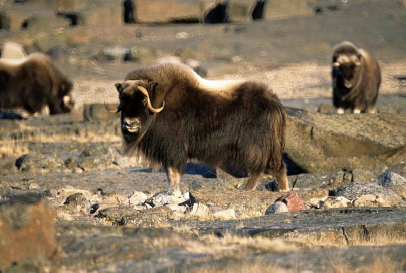 Musk Ox