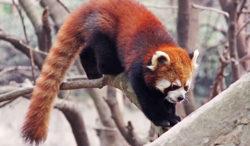 Малая Панда (Ailurus Fulgens