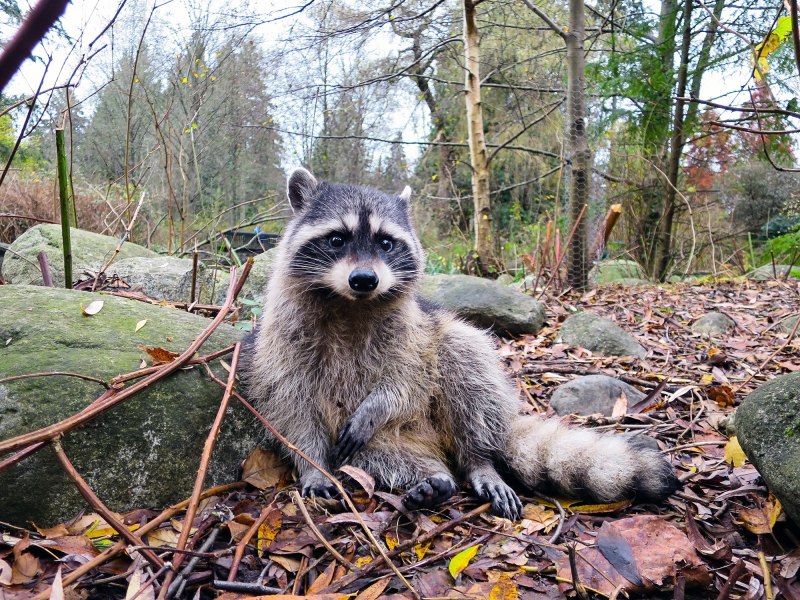 Racoon мех