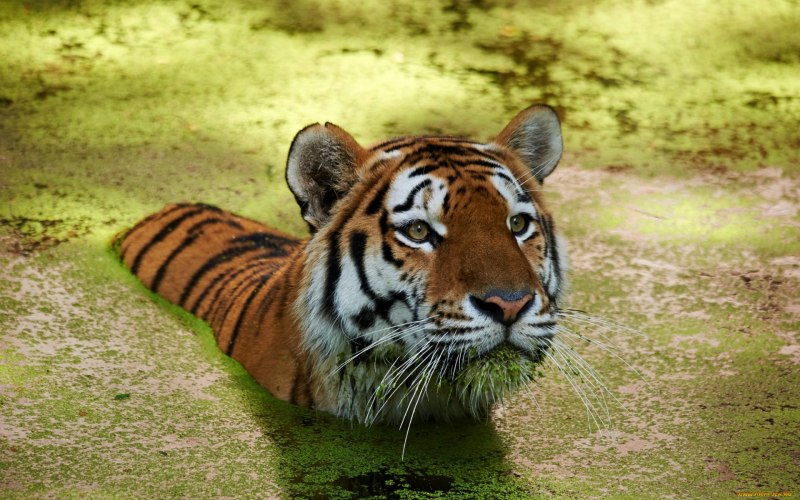 Тигр (Panthera Tigris)