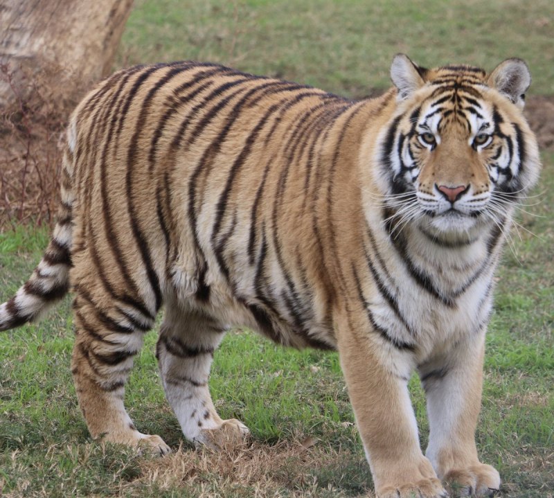Мазандаранский тигр (67 фото)