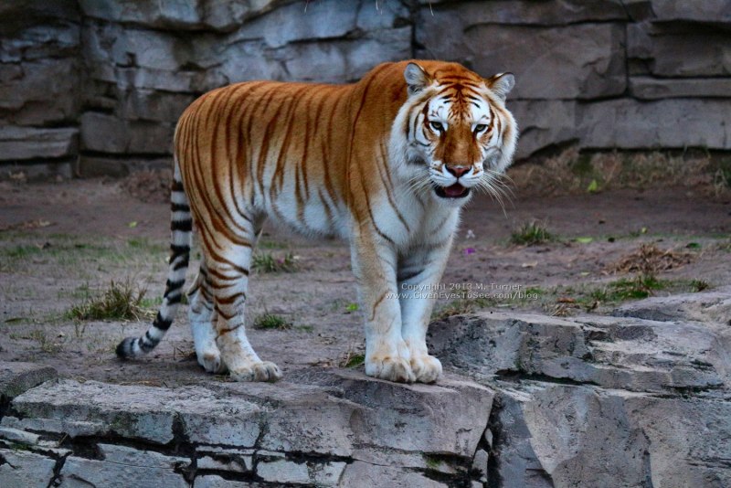Тигры Tigers 2020