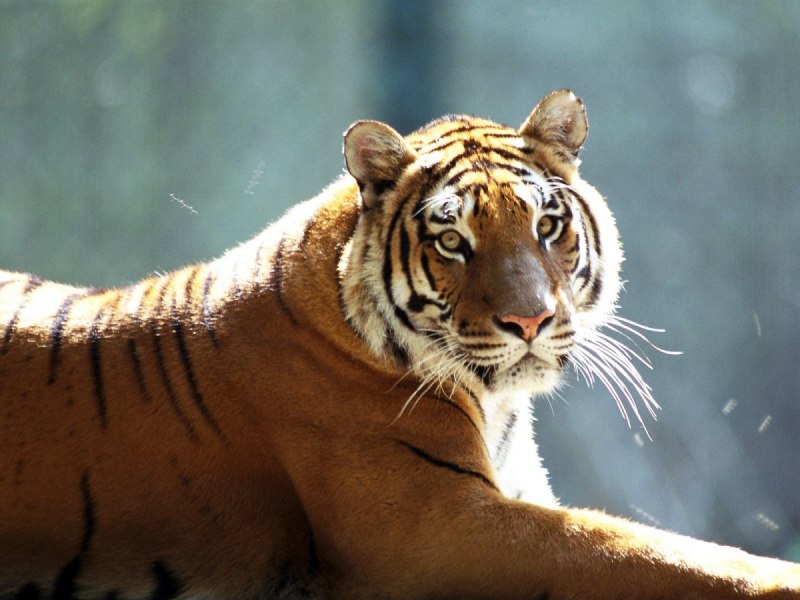 Яванский тигр (Panthera Tigris sondaica)
