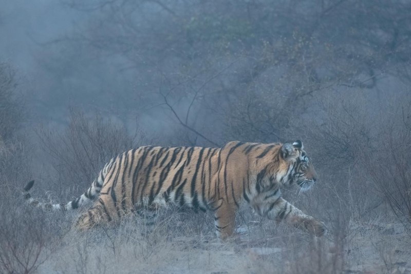 Tiger Panthera Tigris