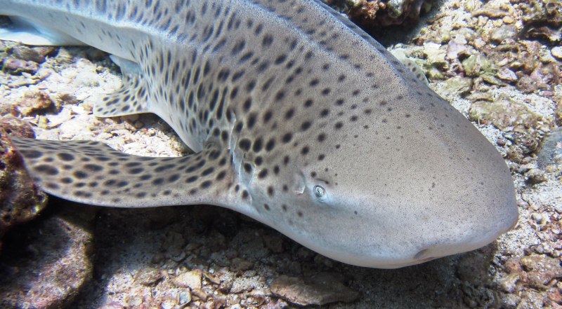 Stegostoma fasciatum