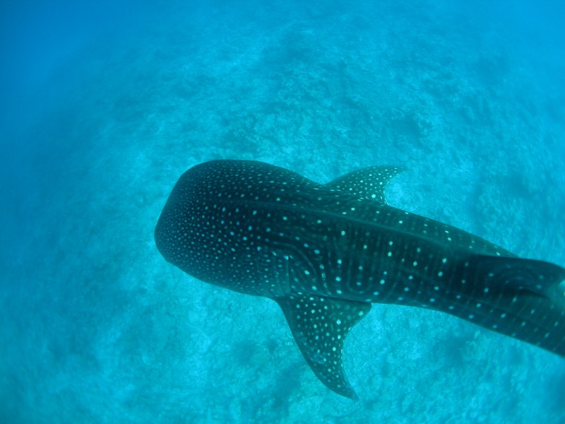 Rhincodon typus акула