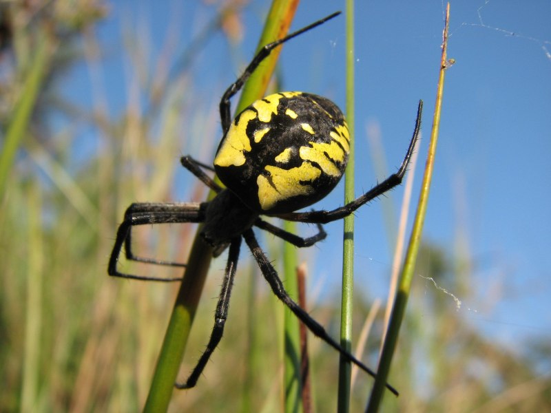 Желтый паук с черными точками (64 фото)