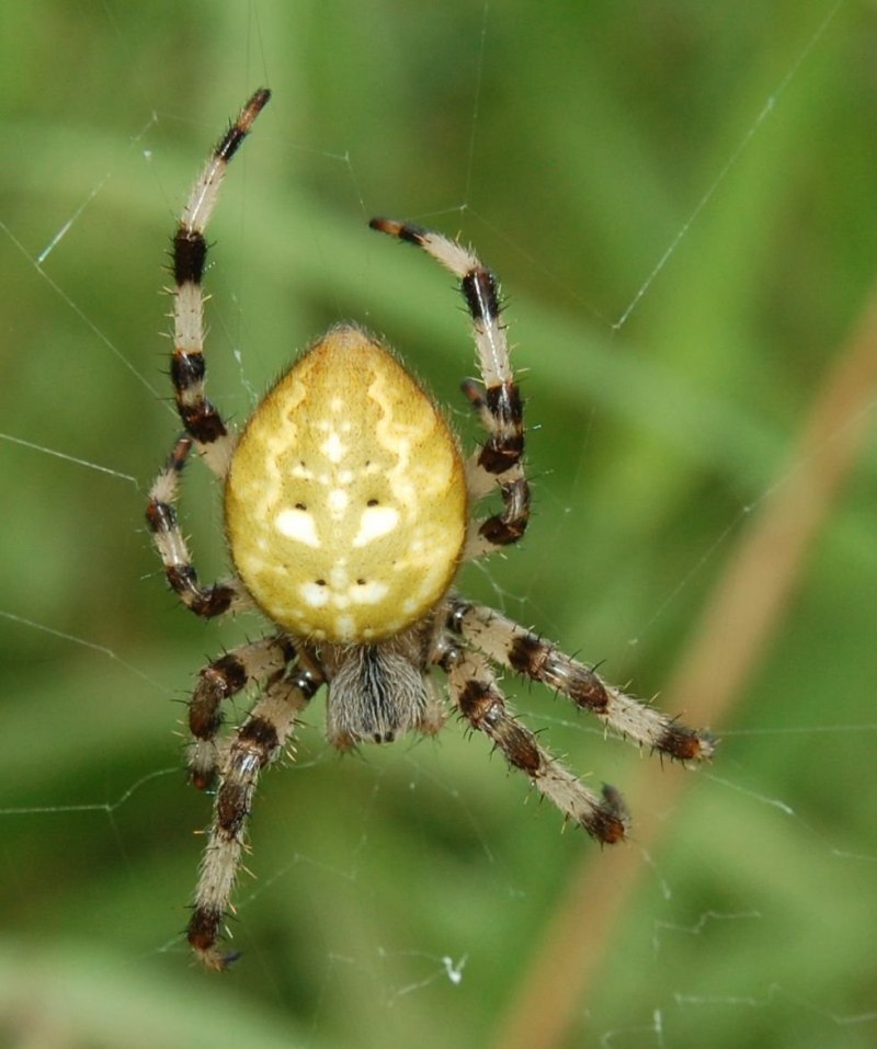 Araneus Quadratus крестовик четырёхпятнистый Луговой