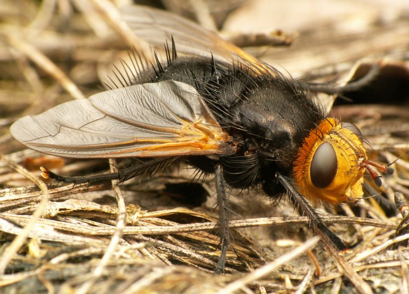 Ежемуха насекомое (66 фото)