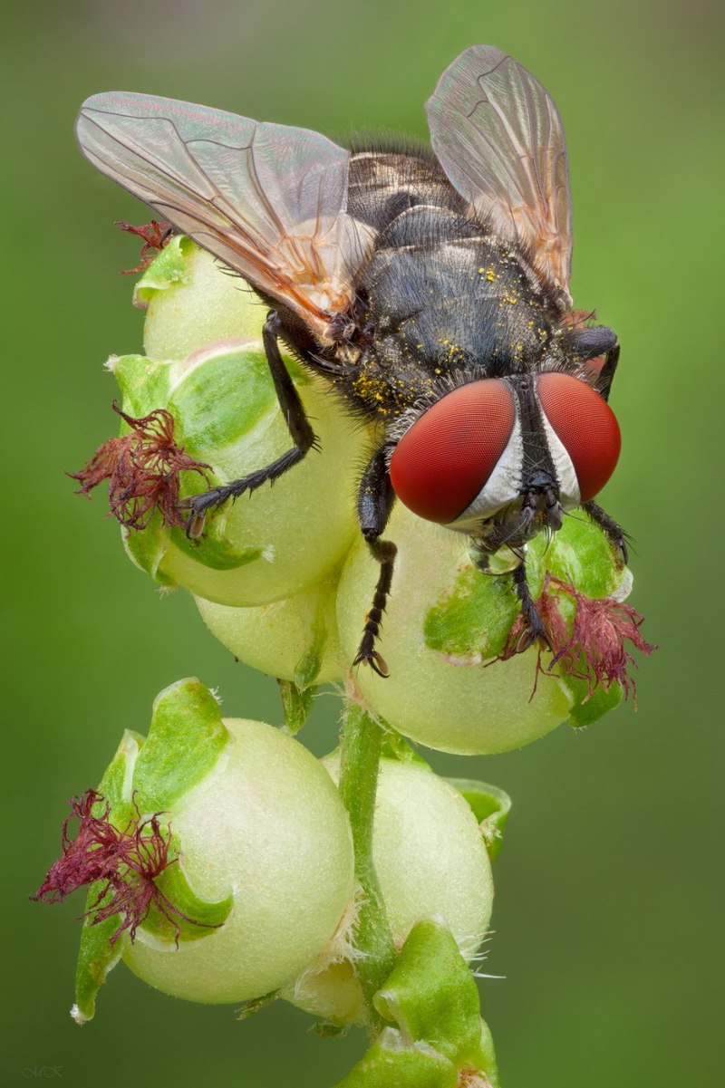 Тахины Ежемухи Tachinidae