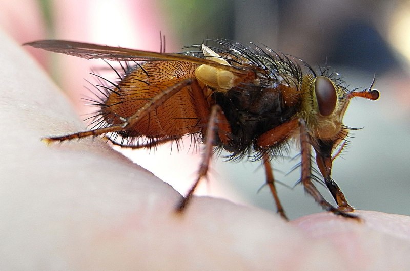 Tachina magnicornis