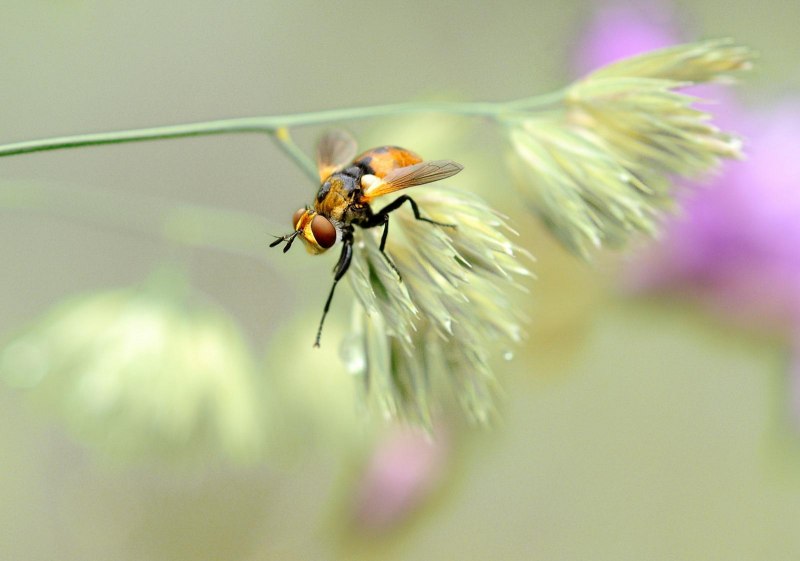 Тахины Ежемухи Tachinidae