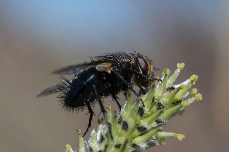 Тахины Ежемухи Tachinidae