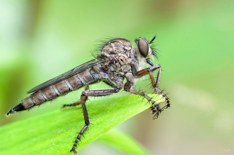 Cylindromyia brassicaria
