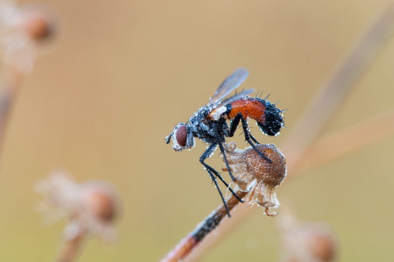 Тахины Ежемухи Tachinidae