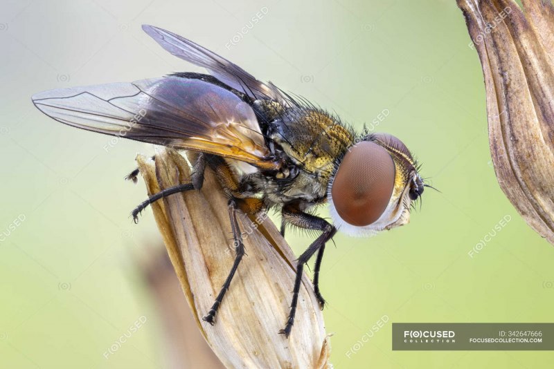 Жужжало лимонный Bombylius citrinus LW.