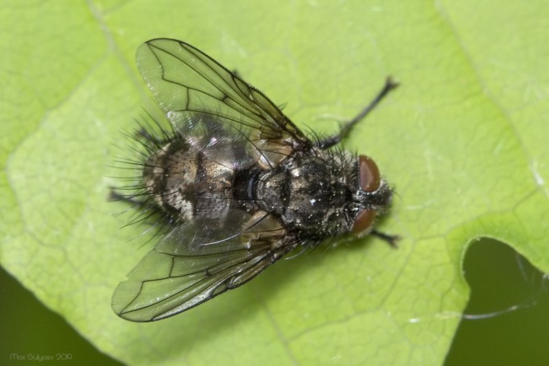 P. Fera