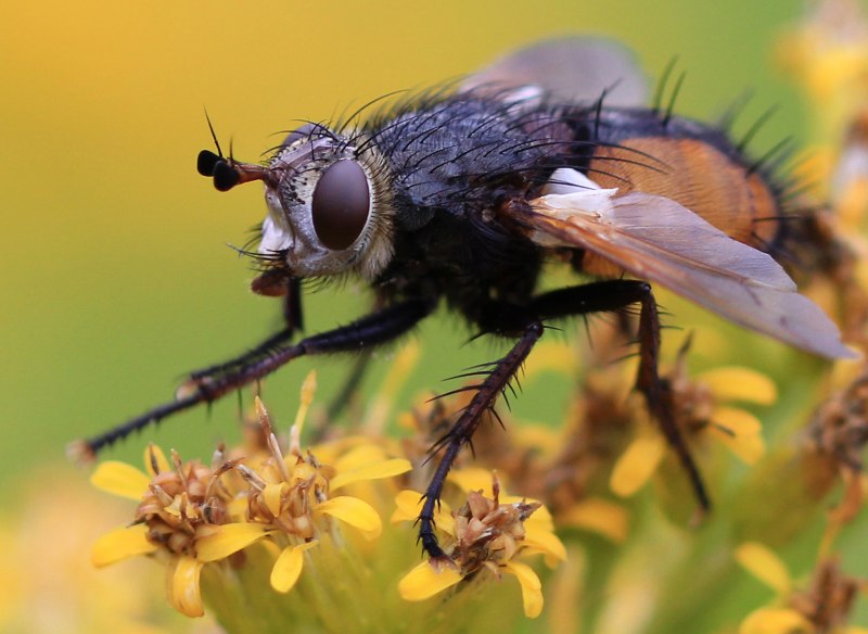 Peletiereia nigricornis MG. Ежемуха