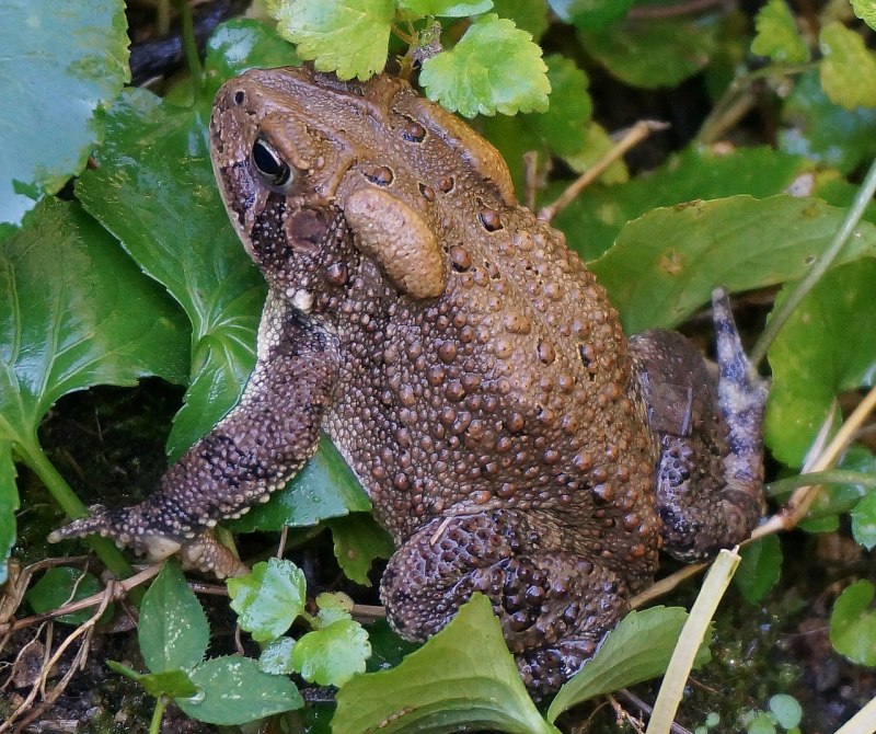 Бурая жаба Bufo guttata