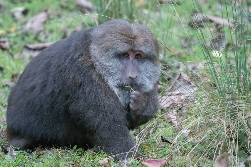 Macaca thibetana