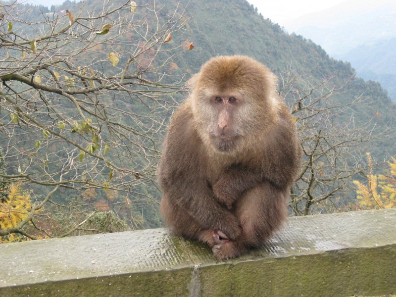 Тибетская обезьяна (61 фото)