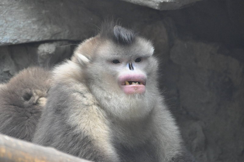 Rhinopithecus bieti