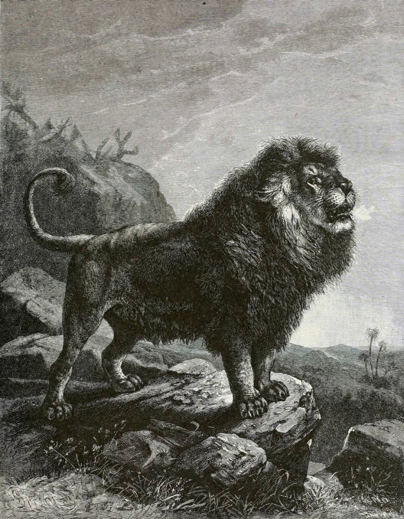 Капский Лев (Panthera Leo melanochaita)