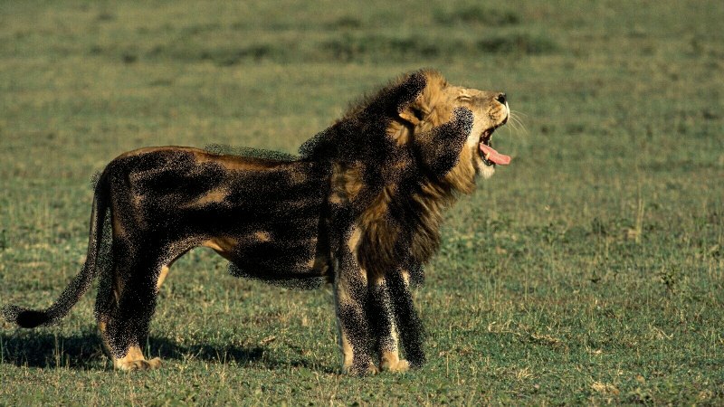 Drakenstein Lion Park