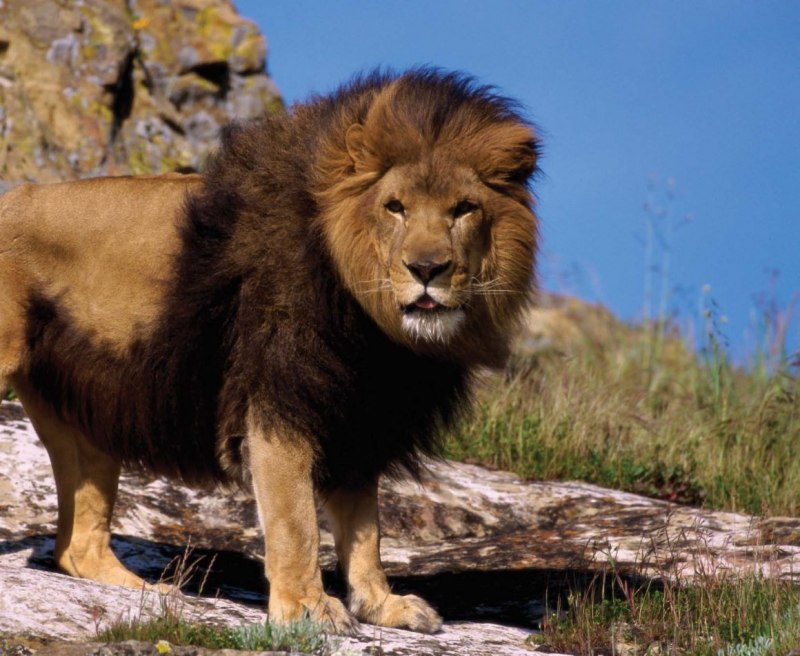 Капский Лев (Panthera Leo melanochaita)