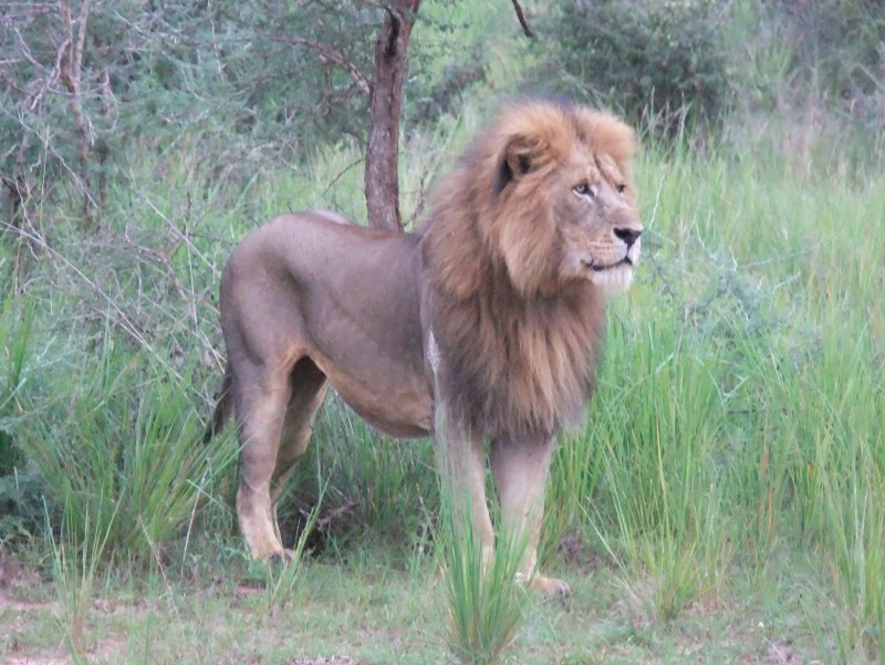 Panthera Leo persica