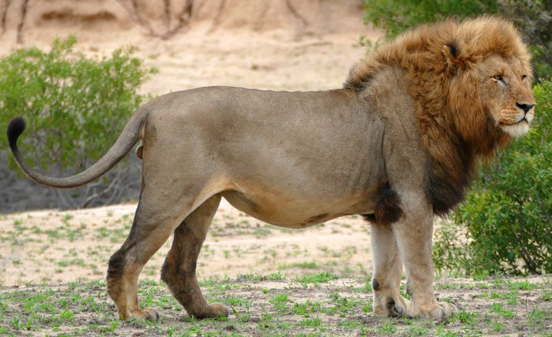 Panthera Leo melanochaita
