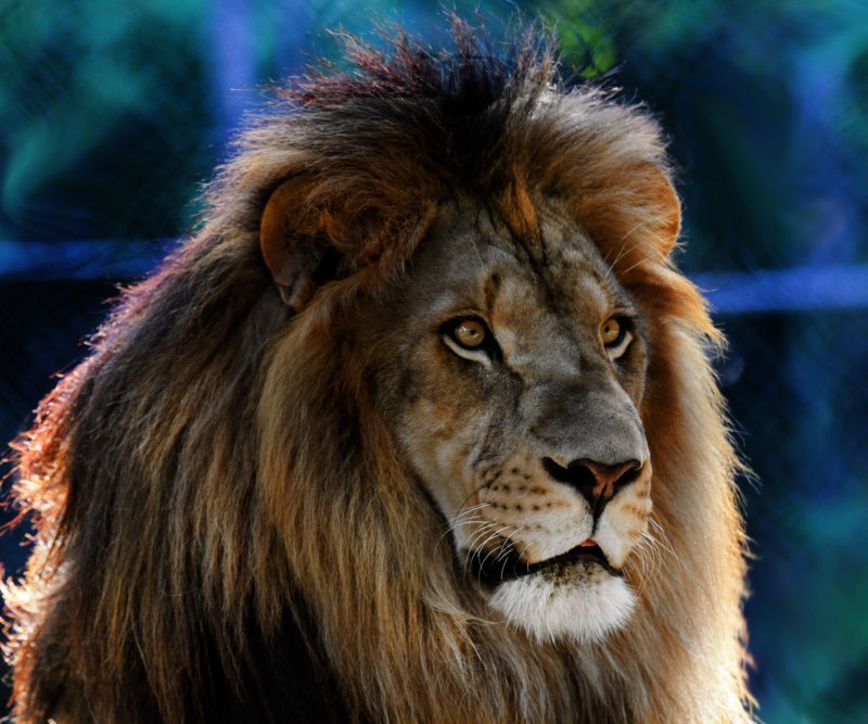 Берберийский Лев (Panthera Leo Leo)