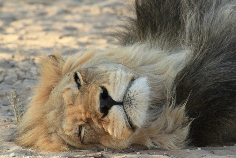 Лев (Panthera Leo)