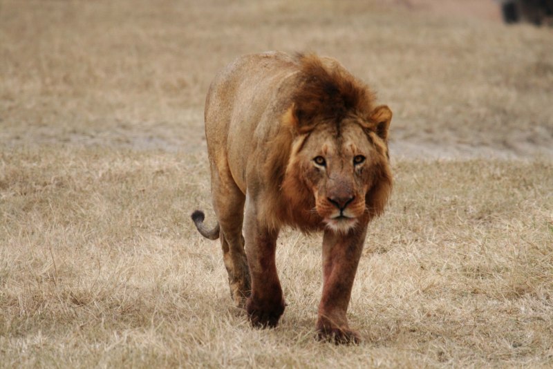 Лев (Panthera Leo)