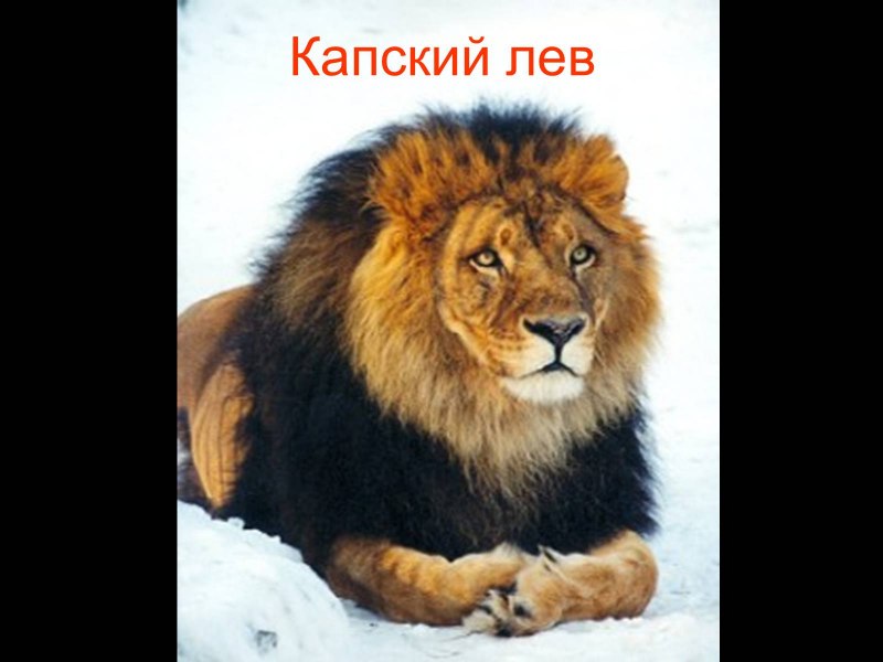 Берберийский Лев черный