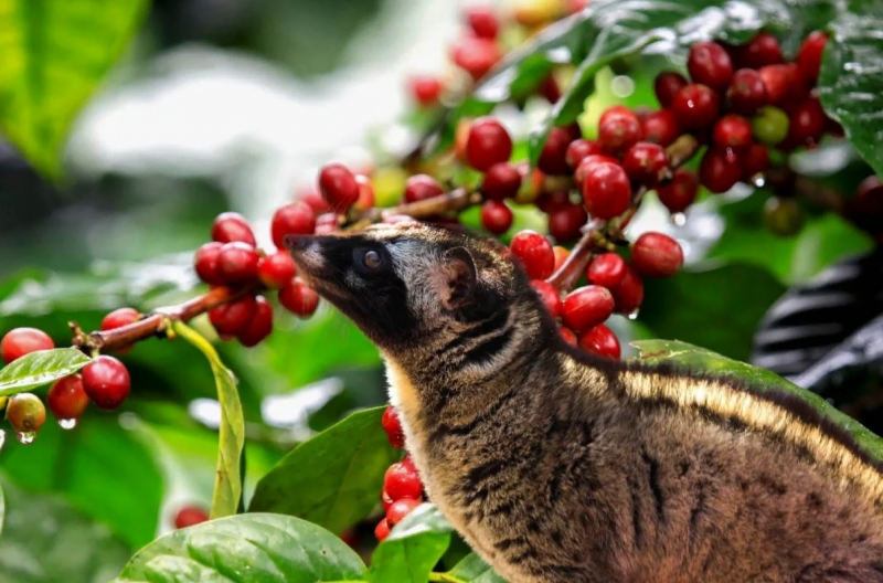 Joel Sartore